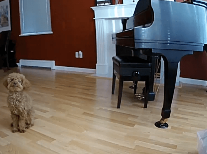 A snapshot of a dog with a piano on the side taken from Arlo Q's recording.